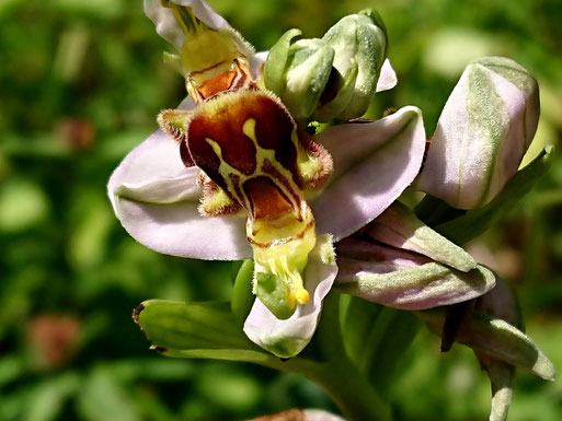 Bienen-Ragwurz - Ophrys apifera; magerer Wiesenhang bei Karlsbad-Langensteinbach (G. Franke, 2023)