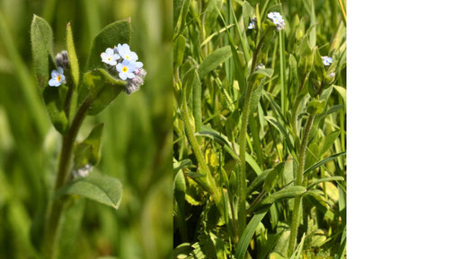 Acker-Vergissmeinnicht - Myosotis arvensis; aufblühend - Ackerrand zwischen Langensteinbach und Auerbach (G. Franke, 14.05.2021)