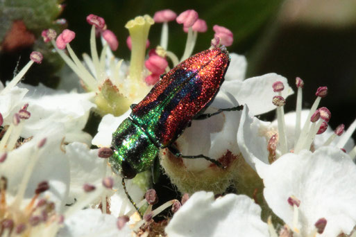 Kirsch-Prachtkäfer - Anthaxia candens; eine seltene Entdeckung bei Karlsbad-Spielberg, im Garten auf den Blüten der Aroniabeere; der bunteste Prachtkäfer Mitteleuropas; Rote Liste 2 - stark gefährdet (G. Franke, 22.04.2020) bestätigt durch kerbtier.de 