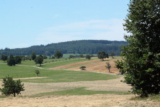 unterwegs am Waldrand zwischen Gewerbegebiet Schwarzenbusch und Marxzell-Pfaffenrot (G. Franke, 03.07.2022)