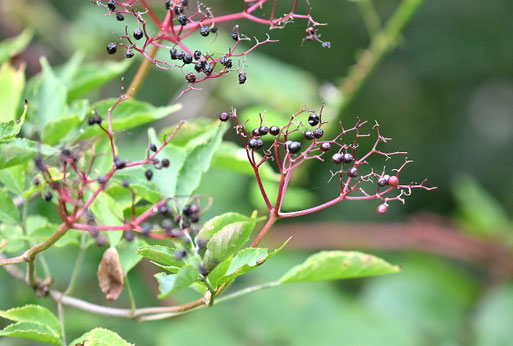 Schwarzer Holunder - Sambucus nigra; an einigen sonnigen Stellen in Spielberg bereits voll- bis überreif (G. Franke, 23.08.2025)