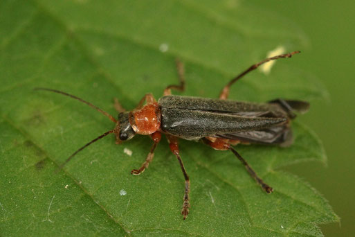 Rotschwarzer Weichkäfer - Cantharis pellucida; Waldwegrand bei Ittersbach (G. Franke, 15.06.2019)