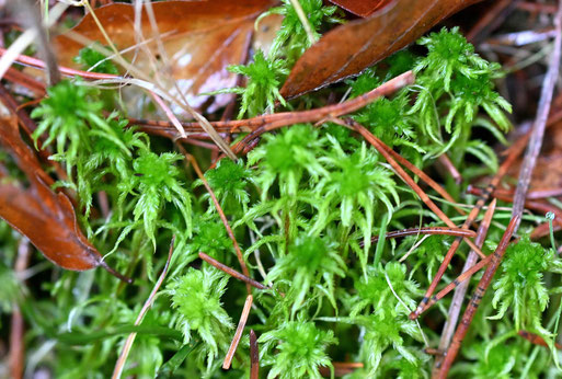 Sparriges Torfmoos - Sphagnum squarrosum; im lockeren Mischwald der feuchten Talsenke in Nähe des Katzenbachs zwischen Karlsbad-Spielberg und K.-Ittersbach (G. Franke, 09.12.2025) gehört zu den Laubmoosen, Familie Sphagnaceae, Gattung Torfmoos (Shpagnum)