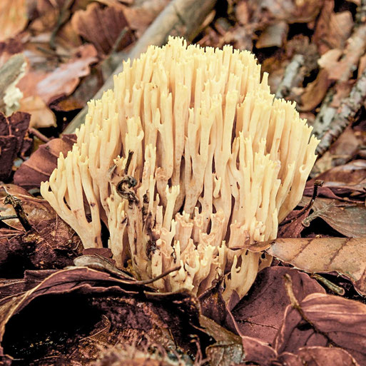 Bild 1 – Fruchtkörper mit trübockerfarbenen Ästen und gelbllichen Astenden. Foto Udo Schäfer