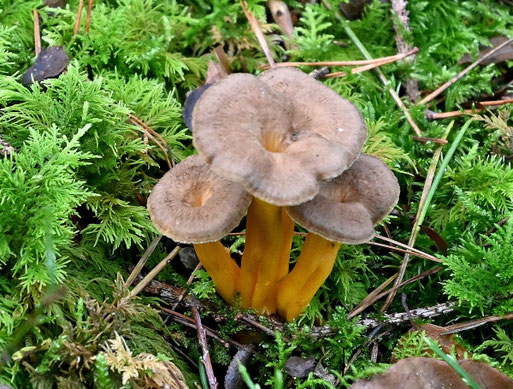 Trompetenpfifferlinge im Moos, Mischwald zwischen Spielberg und Ittersbach (G. Franke, 18.10.2025)