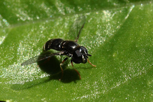 Trockenrasen-Schwebfliege - Paragus haemorrhous; ca. 4 mm lang; Garten bei Spielberg (G. Franke, 05.08.2021)