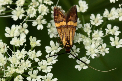 Degeers Langhornfalter - Nemophora degeerella (Artenkomplex); auf Gierschblüten am Waldwegrand bei Langenalb (G. Franke, 20.06.2021)