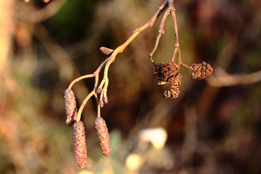 Schwarzerle - Alnus glutinosa; Grabenrand am Waldrand zwischen Karlsbad-Spielberg und Ittersbach; Kätzchen und ausgesamte Fruchtstände (G. Franke, 08.12.2020)