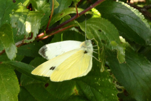 Kleiner Kohlweißling - Pieris rapae; Streuobstwiesenrand am Wald südlich von Spielberg (G. Franke, 19.06.2022) Bestätigung im Lepiforum - danke