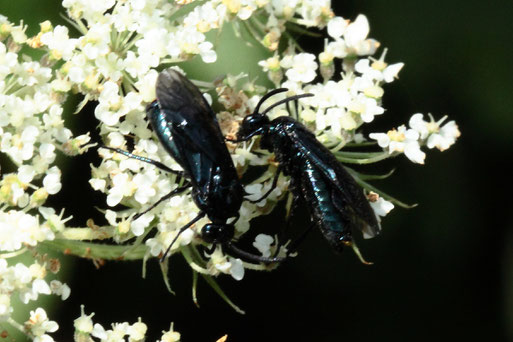 Berberitzenblattwespe - Arge berberidis; auf Blüten der Wilden Möhre - Streuobstwiesenrand neben Garten südlich von Spielberg (G. Franke, 23.07.2022)