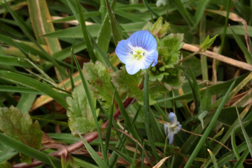 Persischer Ehrenpreis - Veronica persica; Streuobstwiese bei Spielberg in Nähe Gartenrand (G. Franke, 24.02.2022)