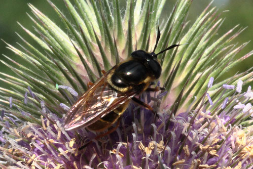 Goldene Glanzschwebfliege - Callicera aurata bei Spielberg auf Blüten der Wilden Karde (G. Franke, 18.07.2020)