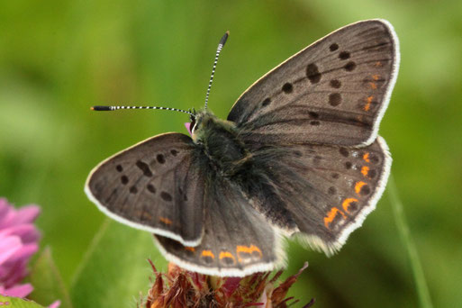 Brauner Feuerfalter - Lycaena tityrus,  männlich; bei Spielberg auf einer Streuobstwiese (G. Franke, 24.07.2021)