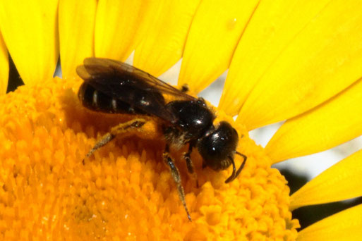 Gemeine Löcherbiene - Heriades truncorum; bei Karlsbad-Spielberg auf Färberkamille - spezialisiert auf die Blüten von Korbblütengewächsen, ca. 5 - 7 mm (G. Franke, 24.06.2020)