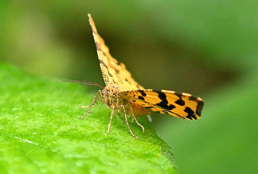 Pantherspanner an einem Waldwegrand bei Marxzell-Pfaffenrot (G. Franke, 20.05.2026)