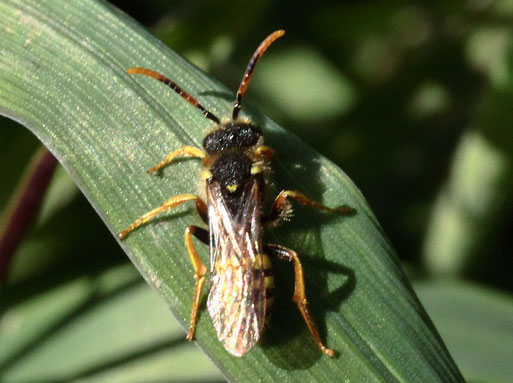 Gewöhnliche Wespenbiene - Nomada fucata; Gartenwiese bei Spielberg (G. Franke, 28.03.2021)