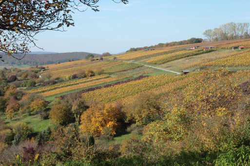 Weinberge im Herbst - Keltern
