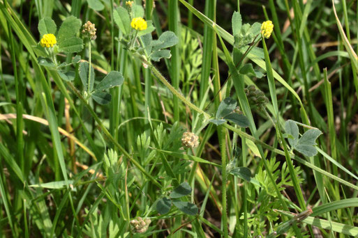 Zwerg-Klee (Kleiner Klee) - Trifolium dubium; Feldrand bei Auerbach (G. Franke, 12.08.2021)