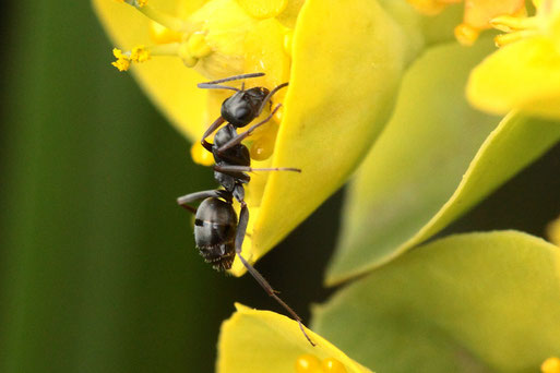 Schwarzglänzende Holzameise - Lasius fuliginosus, auf Walzen-Wolfsmilch im Garten (G. Franke, Spielberg, 31.03.2020)