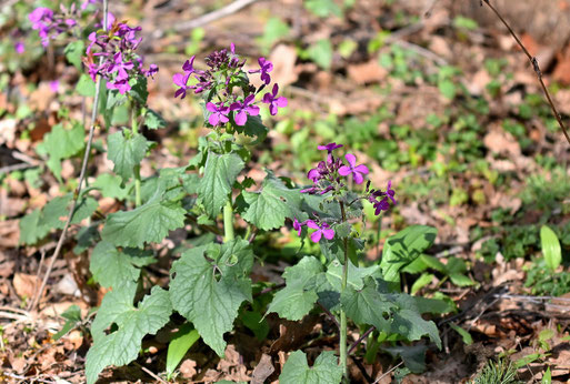 Einjähriges Silberblatt (Mondviole) - Lunaria annua; Waldrand bei Straubenhardt-Langenalb (G. Franke, 27.03.2026)