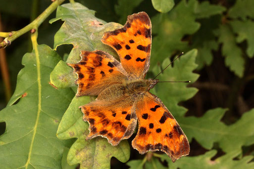 C-Falter - Polygonia c-album; Streuobstwiesenrand am Wald südwestlich von Spielberg (G. Franke, 06.07.2022)