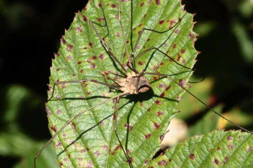 Gemeiner Weberknecht - Phalangium opilio; Streuobstwiese südwestlich von Spielberg am Waldrand (G. Franke, 11.08.2022)