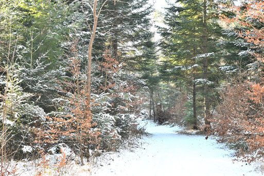 Waldweg bei Karlsbad-Langensteinbach (G. Franke, 03.01.2026)