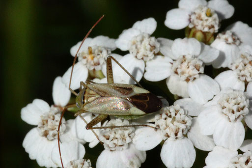 Beifuß-Weichwanze - Lygus gemellatus; Streuobstwiese südlich von Spielberg auf Schafgarbenblüten (G. Franke, 28.06.2022)