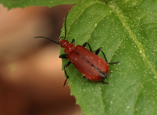 Rotköpfiger Feuerkäfer - Pyrochroa serraticornis; Waldrand bei Auerbach (G. Franke, 30.04.2020)