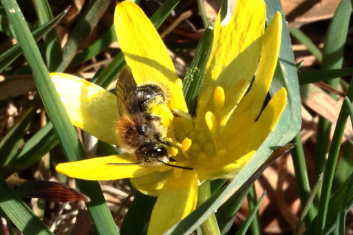 Weißbäuchige Sandbiene - Andrena gravida; in einer Scharbockskrautblüte - Streuobstwiese südwestlich von Spielberg (G. Franke, 24.03.2022)
