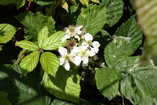 Echte Brombeere, Artengruppe - Rubus fruticosus agg.; Streuobstwiesenrand am Wald südwestlich von Spielberg (G. Franke, 31.05.2022)