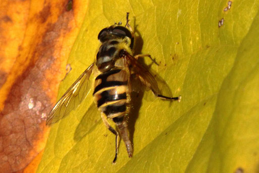 Totenkopf-Schwebfliege - Myathropa florea; kurz vor oder nach der Eiablage; bei Spielberg (G. Franke, 25.09.2021)