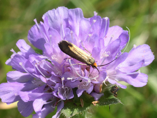 Witwenblumen-Langhornfalter - Nemophora metallica; auf den Blüten einer Ackerwitwen-Blume - Magerwiese zwischen Spielberg und Ittersbach (G. Franke, Mai 2017)