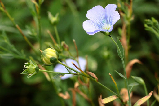 Gemeiner Lein (Saat-Lein) - Linum usitatissimum, Feldrand - Blühfläche/ Gründüngung - bei Langensteinbach (G. Franke, 11.09.2021)