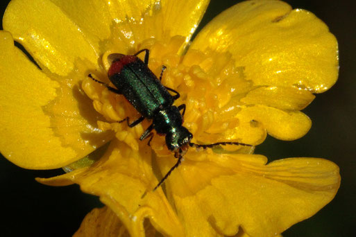 Zweifleckiger Zipfelkäfer - Malachius bipustulatus; auf einer Hahnenfußblüte - Streuobstwiese bei Karlsbad-Spielberg (G. Franke, 23.04.2020)