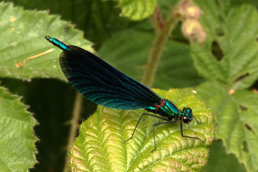 Blauflügel-Prachtlibelle - Calopteryx virgo;  Streuobstwiese/ Gebüsch zum Waldrand südwestlich von Spielberg (G. Franke, 28.05.2022)