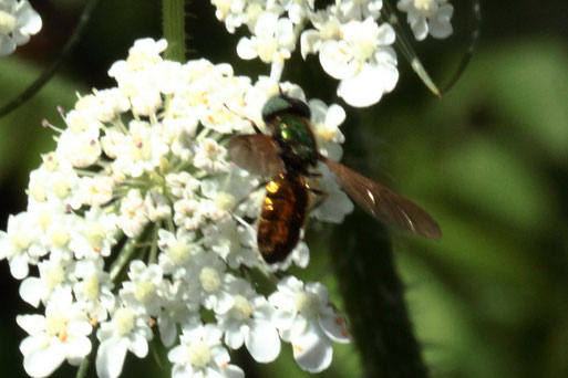 Gewöhnliche Waffenfliege - Chloromyia formosa; Streuobstwiese südlich von Spielberg (G. Franke, 06.07.2022)