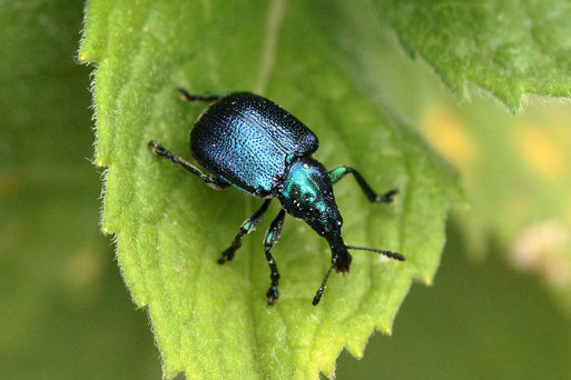 im Garten auf einem Minzblatt ruhend - ein Rebenstecher (Byctiscus betulae), ca. 4 - 5 mm lang, bestätigt durch kerbtier.de - Danke (G. Franke, 10.09.2019)