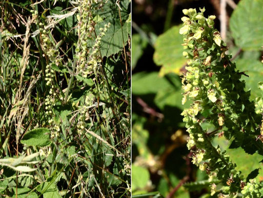 Salbei-Gamander - Teucrium scorodonia; Streuobstwiesenrand am Wald südwestlich von Spielberg (G. Franke, 02.07.2022)