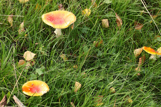 auf den Streuobstwiesen nicht vermutet - Fliegenpilze - Amanita muscaria;  südwestlich von Spielberg zwischen einer Birke und Obstbäumen, ca. 50 m entfernt vom Waldrand (G. Franke, 18.10.2022)