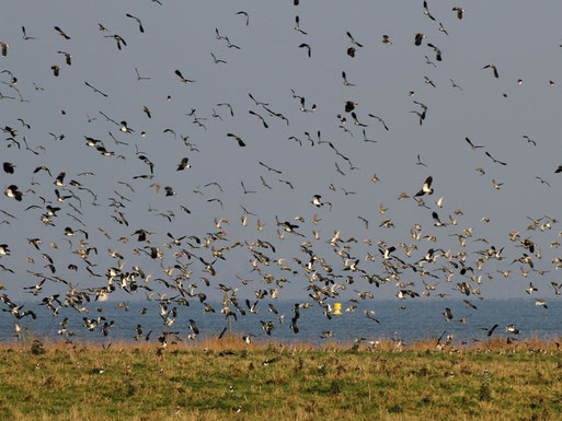 Kiebitze und Goldregenpfeifer über dem Naturschutzgebiet Großer Schwerin   Foto: Bodo Rudolph