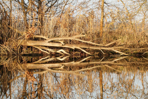 Havellandschaft im Naturschutzgebiet Stadthavel. Überall Biberspuren.