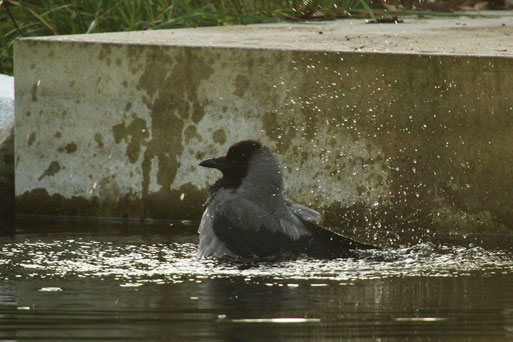 Nebelkrähe badet im kalten Havelwasser.