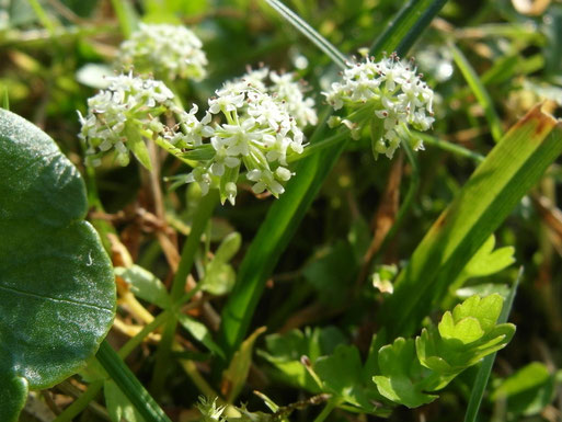 Botanische Kostbarkeit - Wilder Sellerie auf dem NSG Großer Schwerin   Foto: Bodo Rudolph