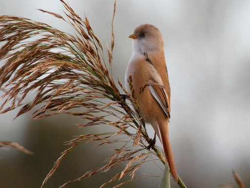 Die Bartmeise ein Charaktervogel am Rietzer See, Foto: Bodo Rudolph