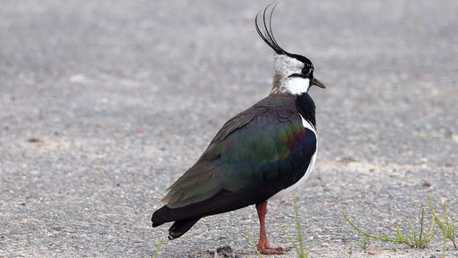 Seine aufragende Holle (Federschopf), die grün und purpurn schillernden Flügel und das kontrastreich schwarz-weiße Gefieder machen den Kiebitz unverwechselbar. Foto: Richard Tank. 
