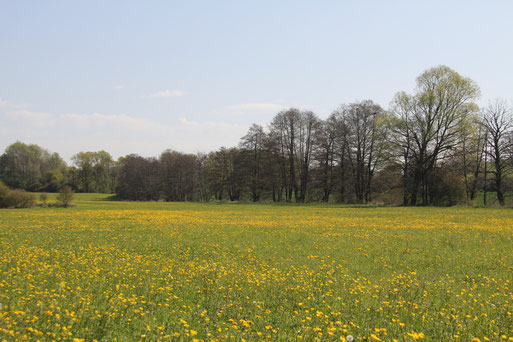 Feuchtgebiete am Ilvesbach ;    Foto: R.Barg