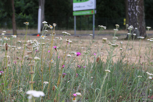 Blühendes Straßenbegleitgrün nach 5 Wochen ohne Regen