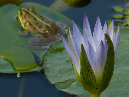 Teichfrosch