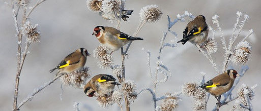 Stieglitze im Winter. Foto: NABU, Bart Wulling